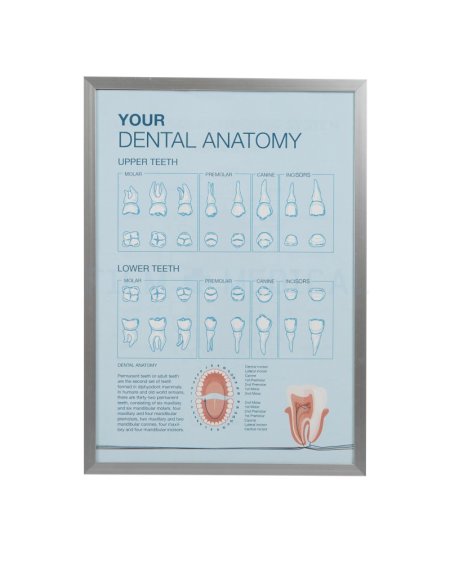 Dental Poster  Generic